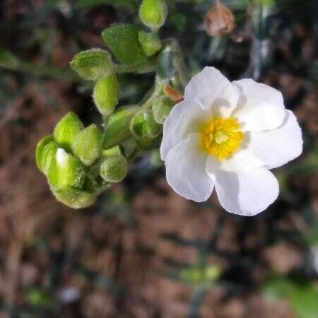 Cistus umbellatus Flor