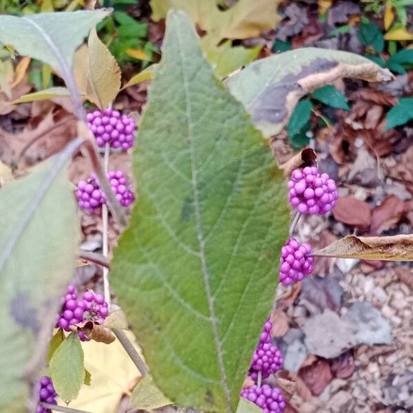 Callicarpa bodinieri برگ