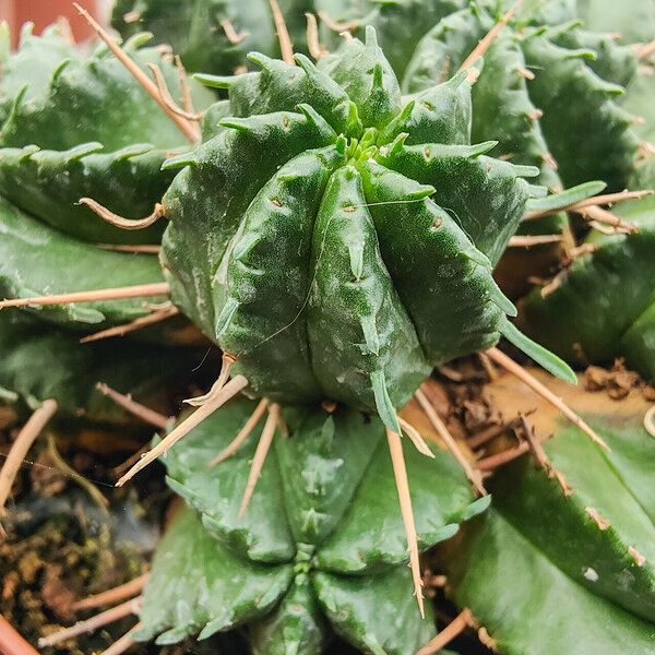 Euphorbia pulvinata Fuelha
