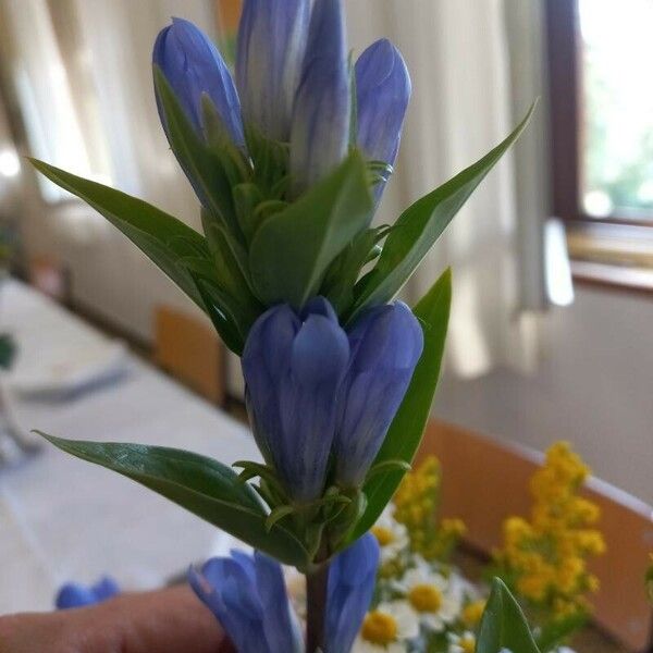 Gentiana andrewsii 花