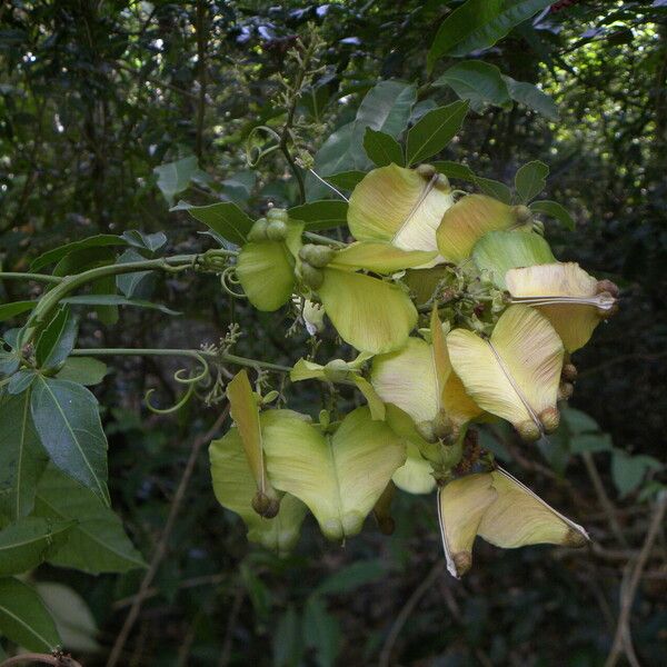 Serjania caracasana Habit