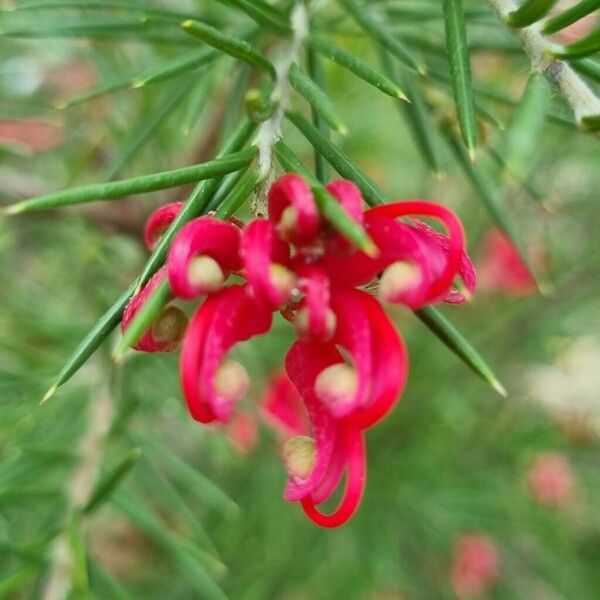 Grevillea rosmarinifolia Цвят