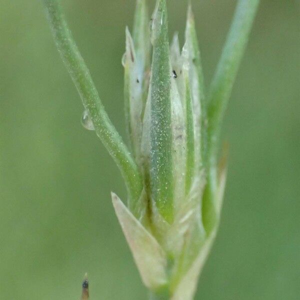 Juncus bufonius Φλοιός