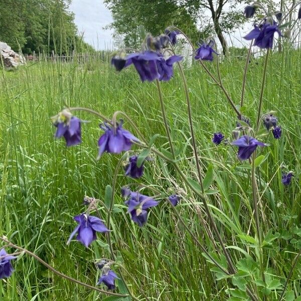 Aquilegia vulgaris Λουλούδι