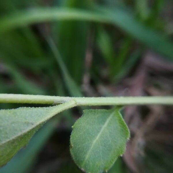 Arabidopsis halleri Lehti