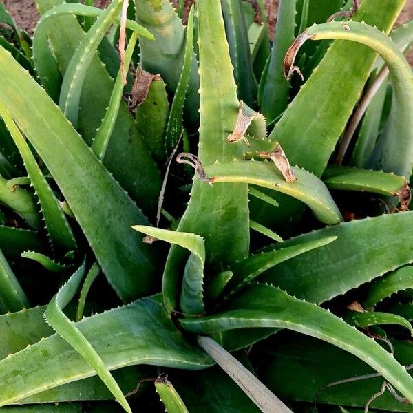 Aloe officinalis Deilen