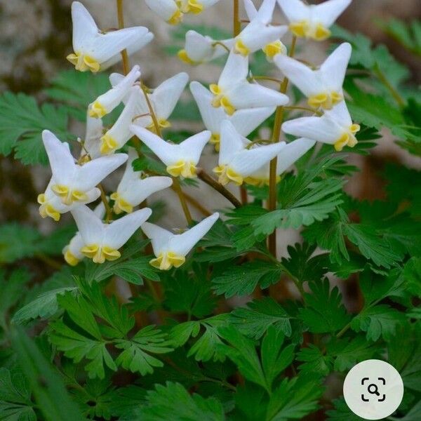 Dicentra cucullaria Flors