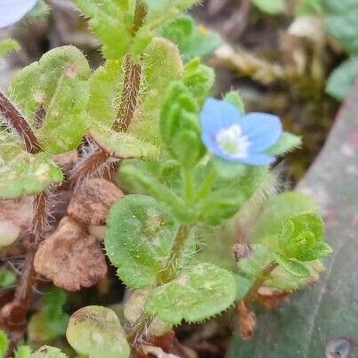 Veronica arvensis Květ