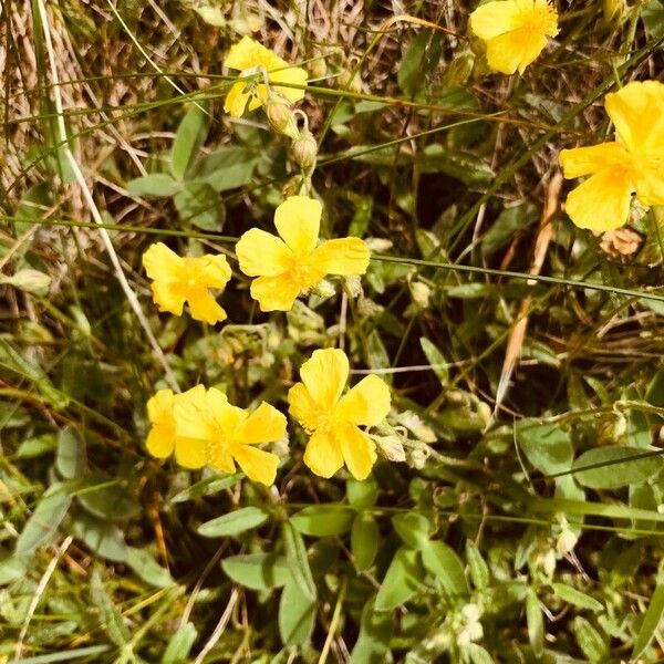 Helianthemum nummularium പുഷ്പം