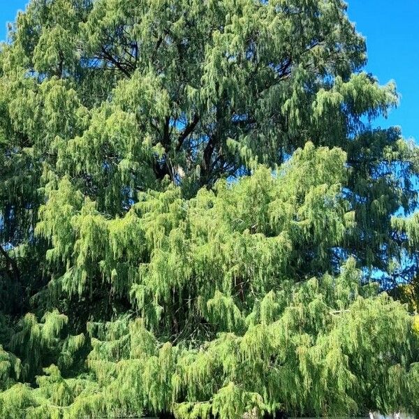 Taxodium distichum Elinympäristö