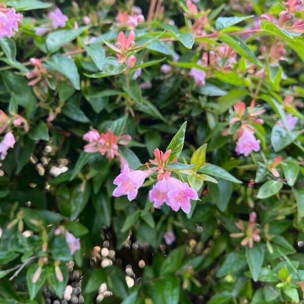 Abelia x grandiflora Flower