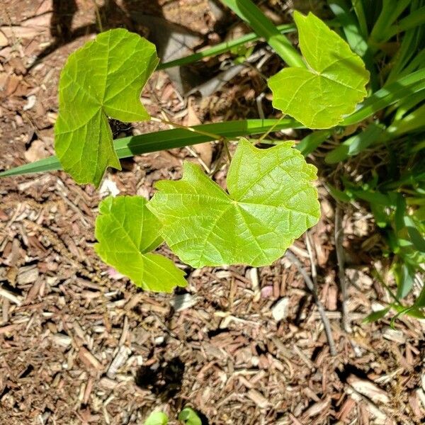 Vitis rotundifolia List