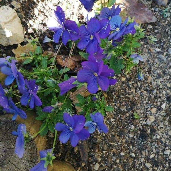 Viola × williamsii Blüte