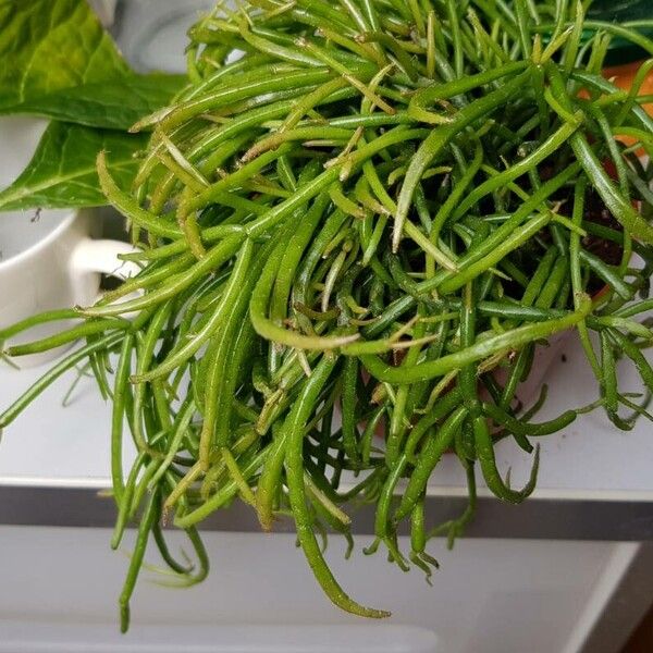 Rhipsalis baccifera 葉