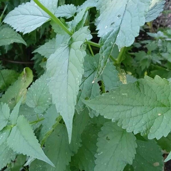 Agastache foeniculum Blad