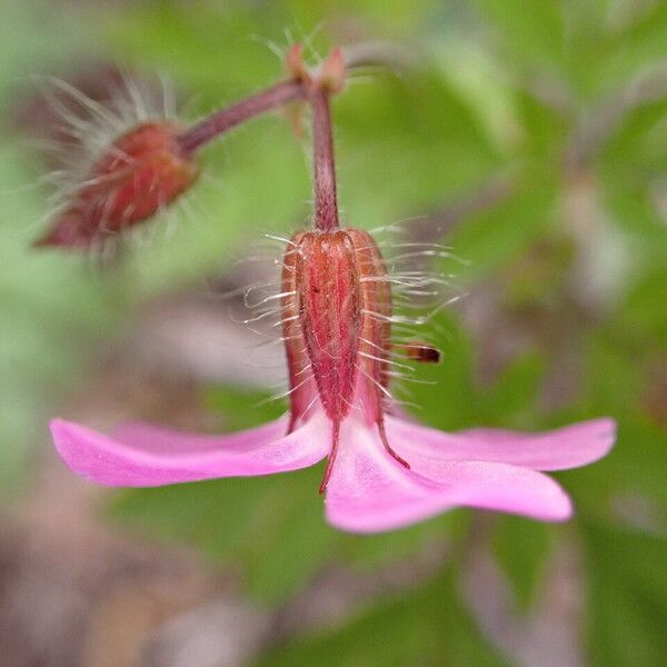 Geranium robertianum Flor