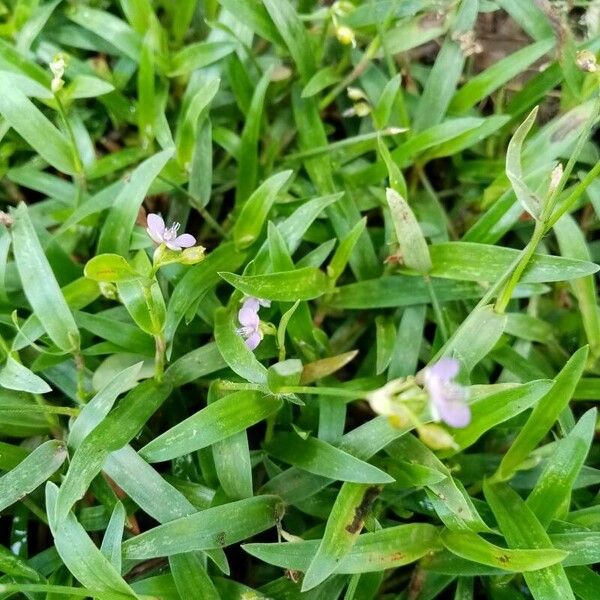 Murdannia nudiflora Flor