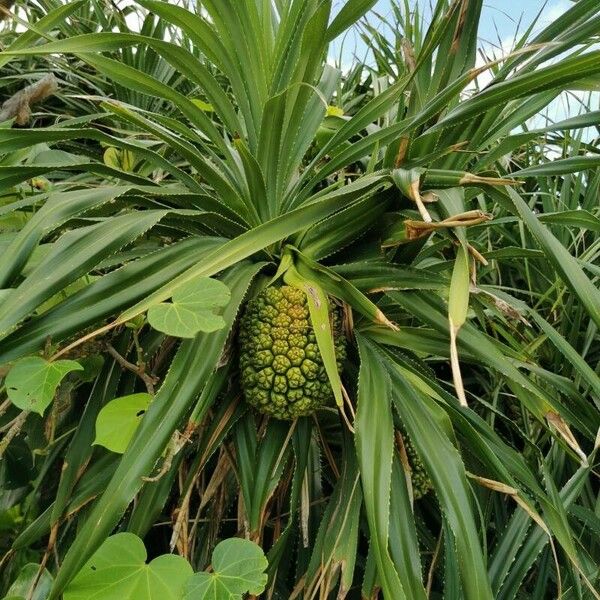 Pandanus utilis 果實