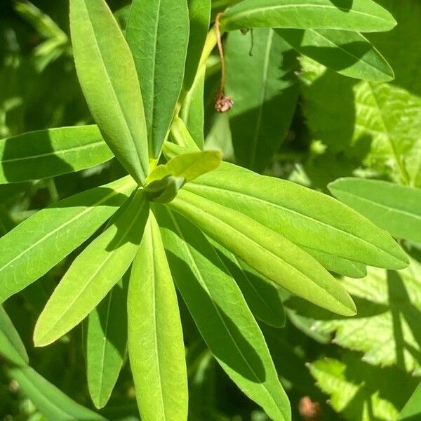Euphorbia palustris Leaf
