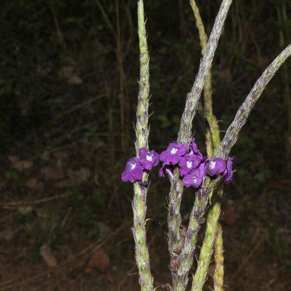 Stachytarpheta jamaicensis Λουλούδι