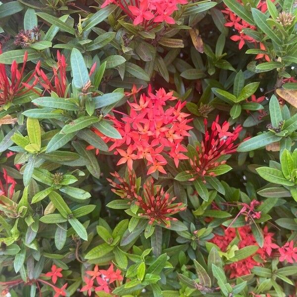 Ixora chinensis പുഷ്പം