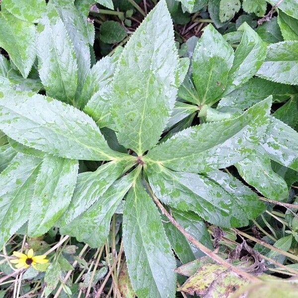 Helleborus viridis Leaf