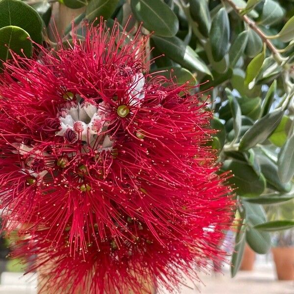 Metrosideros excelsa Flower