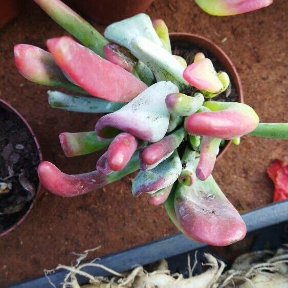 Cotyledon orbiculata برگ