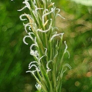 Anthoxanthum odoratum Blomst