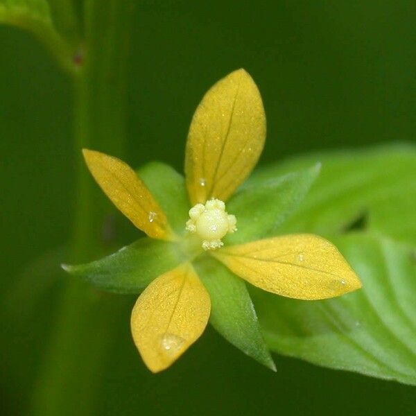 Ludwigia affinis Flower