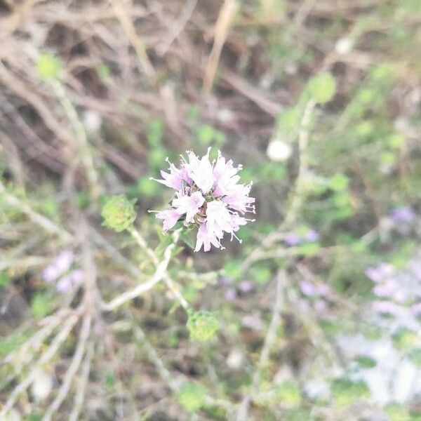 Thymbra capitata Blomma