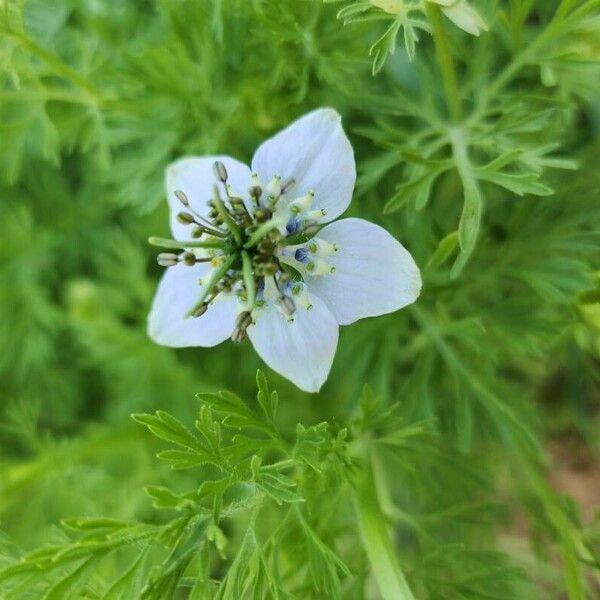 Nigella sativa Blomst