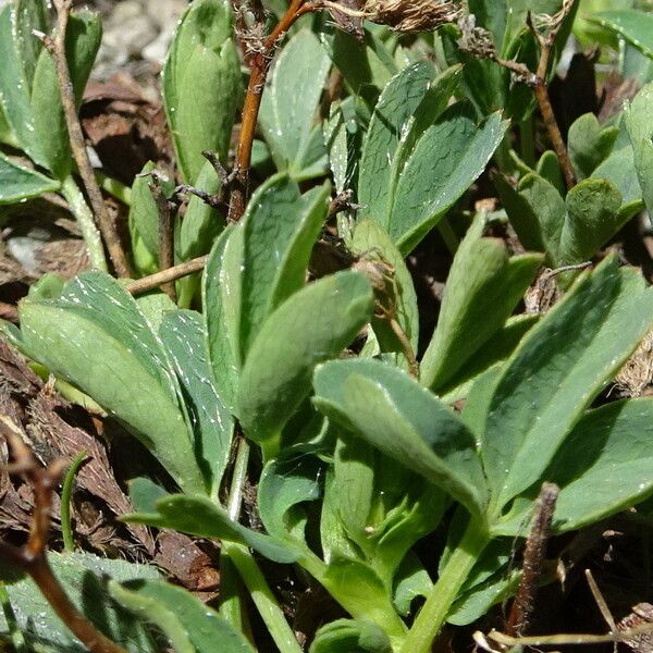 Sibbaldia procumbens Hostoa