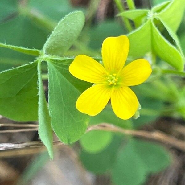 Oxalis stricta Flor