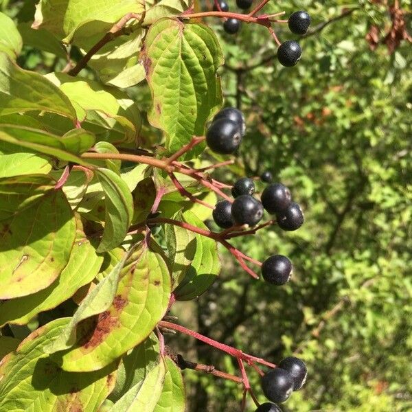 Cornus sanguinea Hedelmä