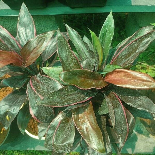 Cordyline fruticosa 葉