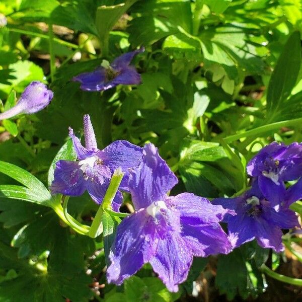 Delphinium menziesii Blomst