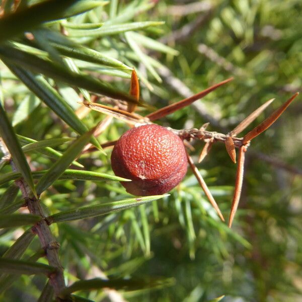 Juniperus oxycedrus Vrucht