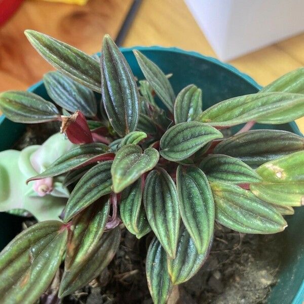 Peperomia caperata 葉