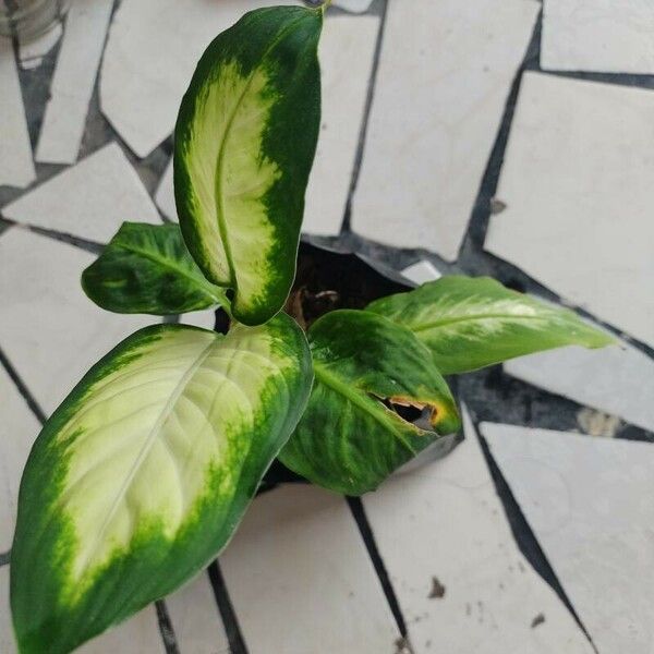 Dieffenbachia seguine Leaf