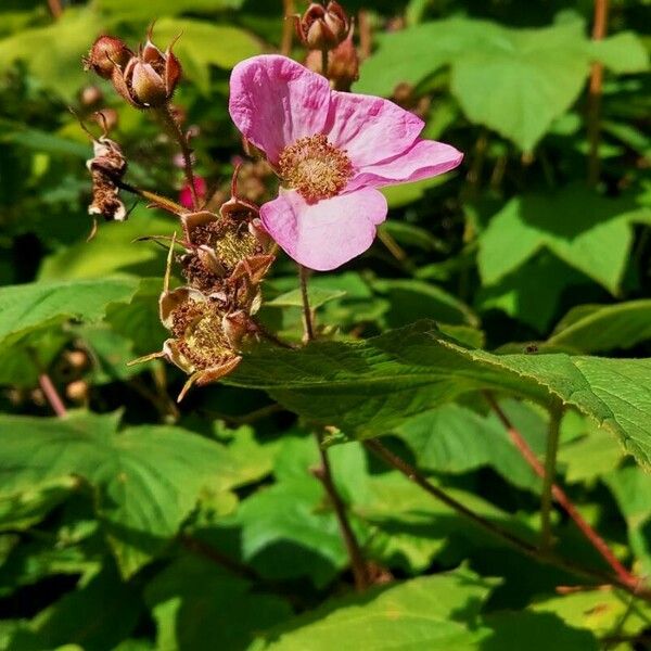 Rubus odoratus Flower