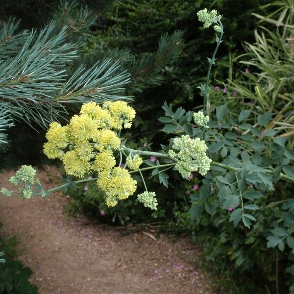 Thalictrum flavum Habit