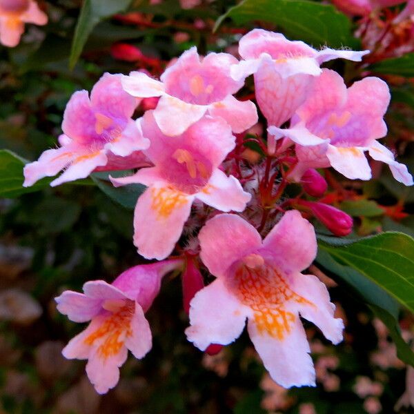 Kolkwitzia amabilis Flower