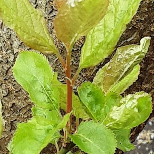 Prunus domestica Foglia