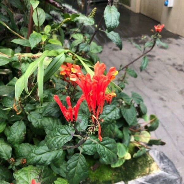 Scutellaria costaricana Flower