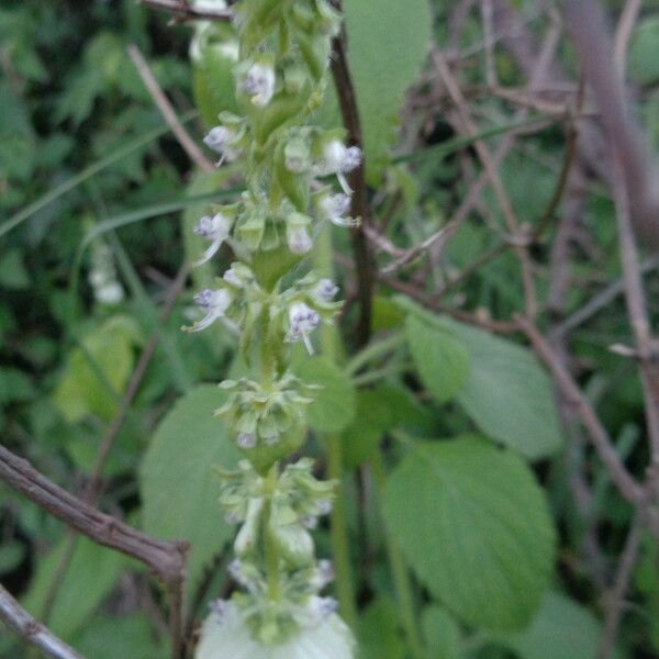 Platostoma hildebrandtii Flower