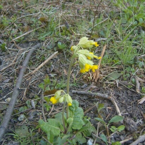 Primula veris Žiedas