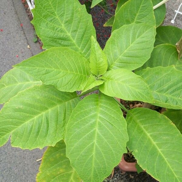 Brugmansia suaveolens Leaf