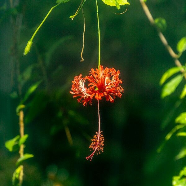 Hibiscus schizopetalus Λουλούδι