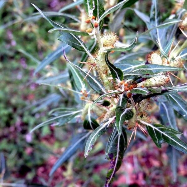 Xanthium spinosum पत्ता